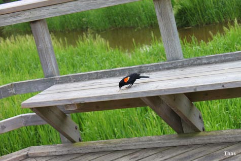 red winged black bird