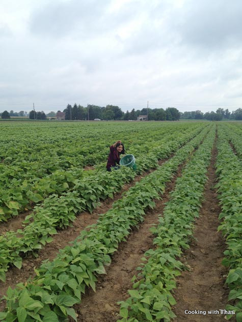 beans picking