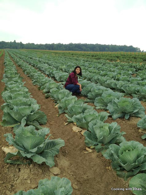 cabbages