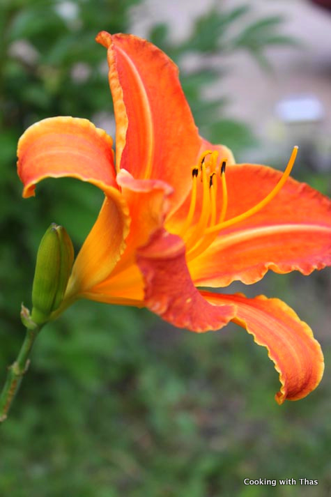 daylily