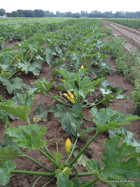 picking zucchini