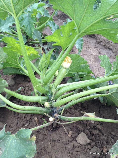 zucchini picking