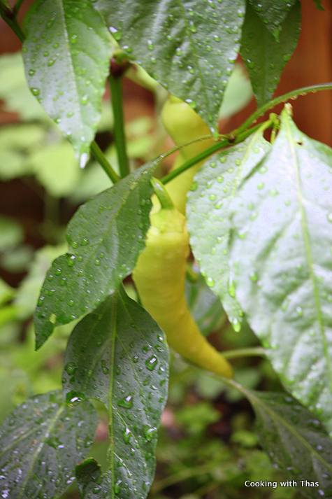 homegrown banana-peppers