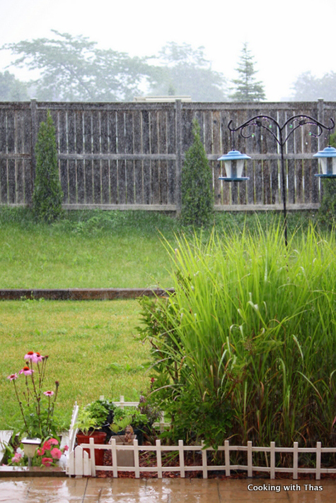 rainkissed backyard