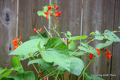 growing beans