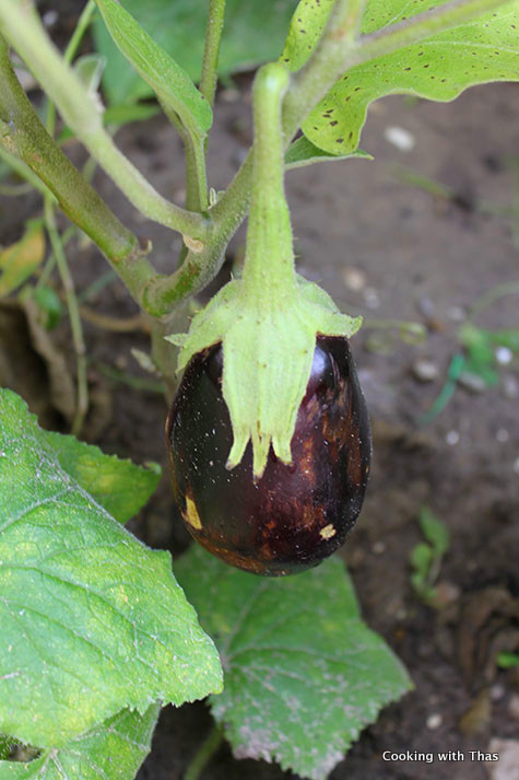 eggplant