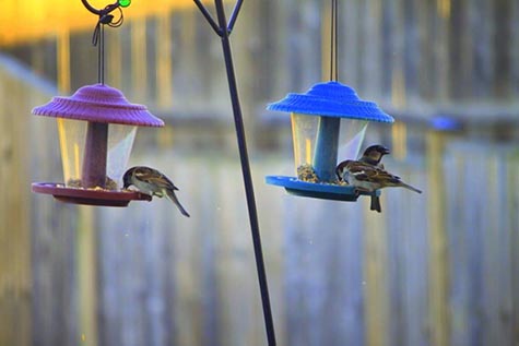 Birds in the backyard