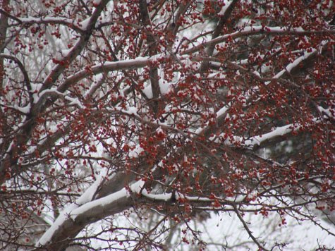 Winter color