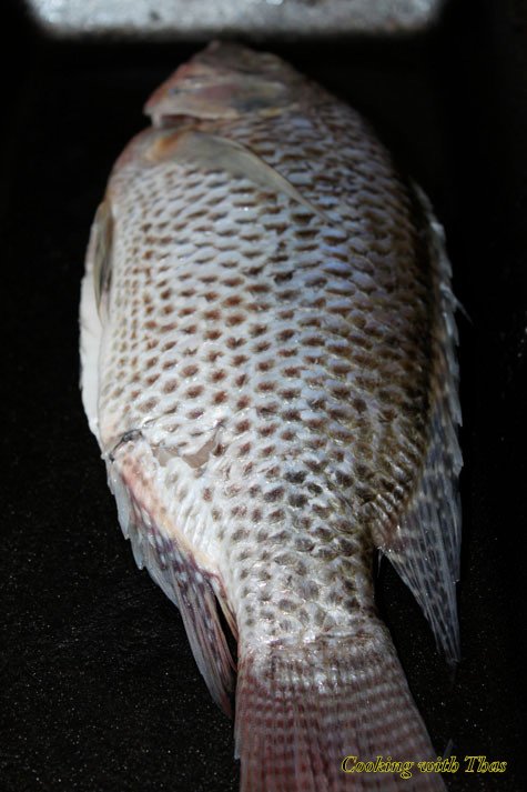 Tilapia