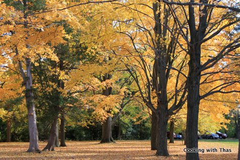 fall colors 2010