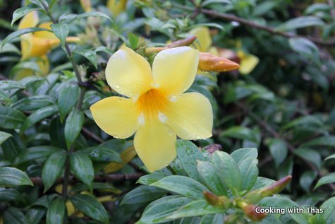 yellow flower