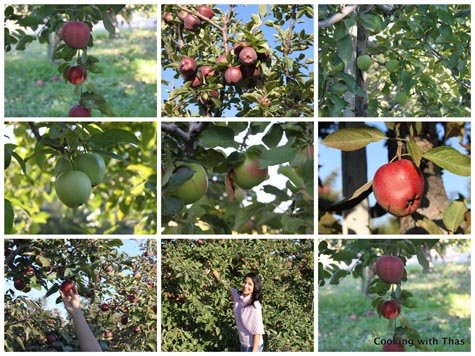 apple picking 2011