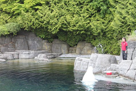 beluga show