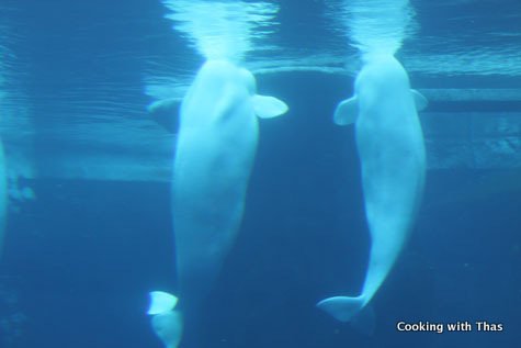beluga