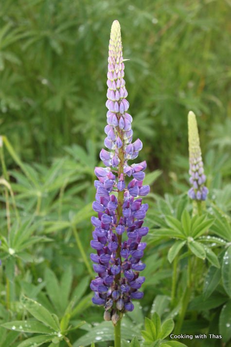 exotic flower