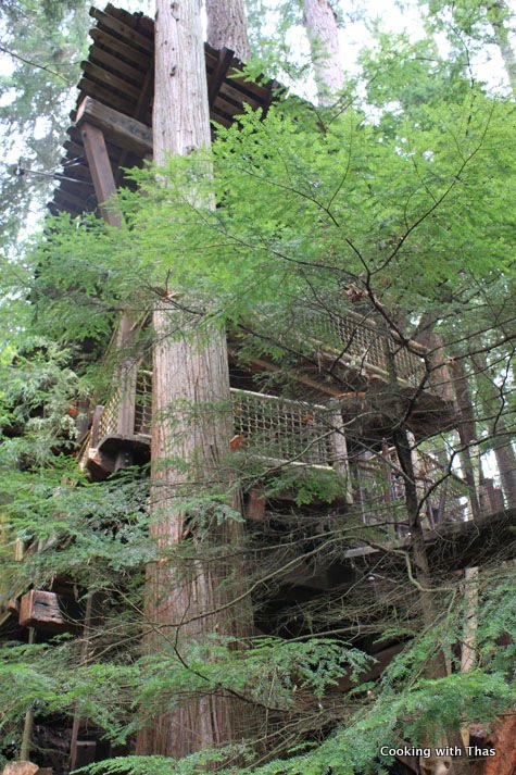 rain forest