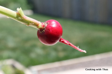 radish