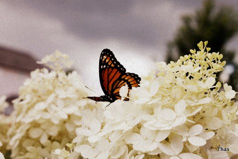 butterfly