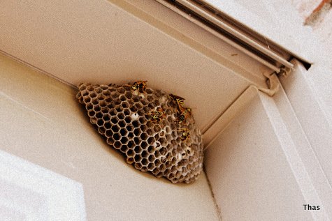 honey comb