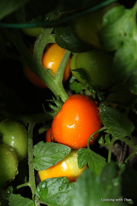 tomato-plant