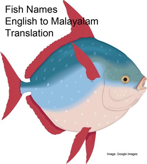fish names translation