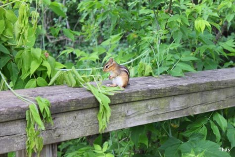 chip munk