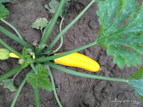 zucchini
