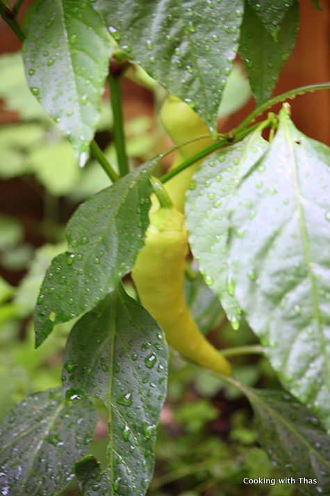 homegrown banana-peppers
