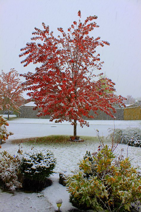 Snow in Fall